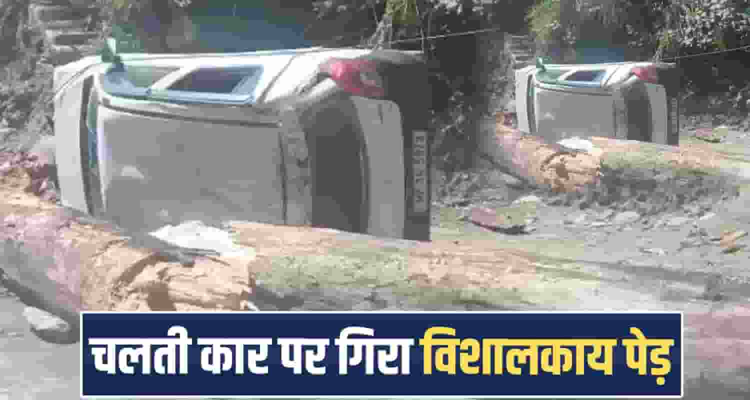 dry-pine-tree-falls-on-road-in-nerwa-two-cars-damaged-boy-job-joining-day