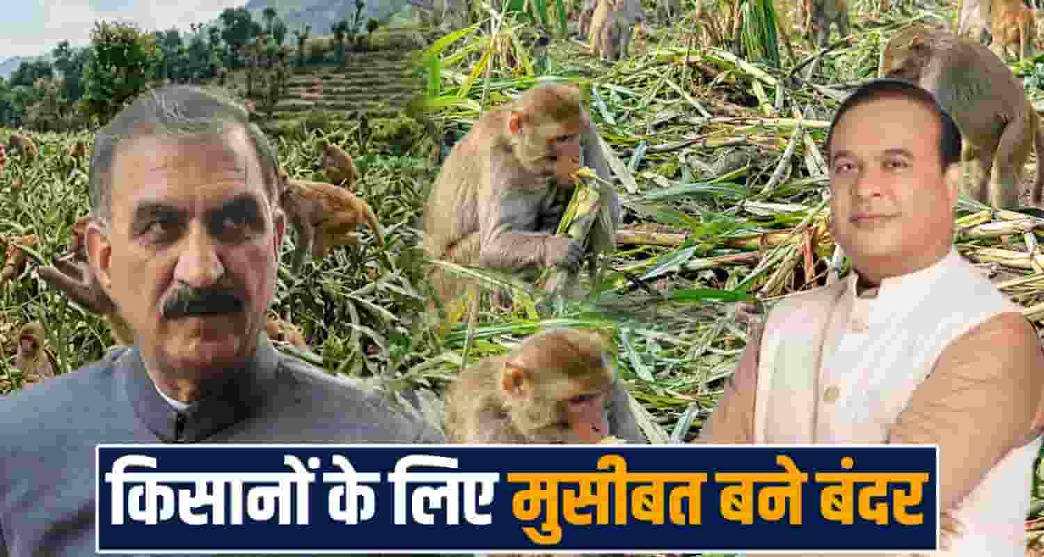 assam-monkey-menace-himachal-model-seven-mlas-study-tour-farm-crop-damage
