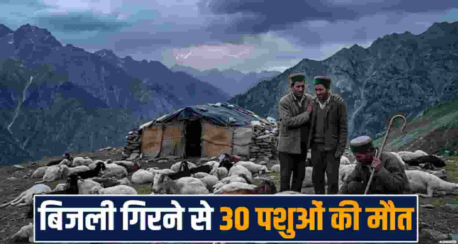lightning strike 30 sheep goats 20 chamba himachal bad weather