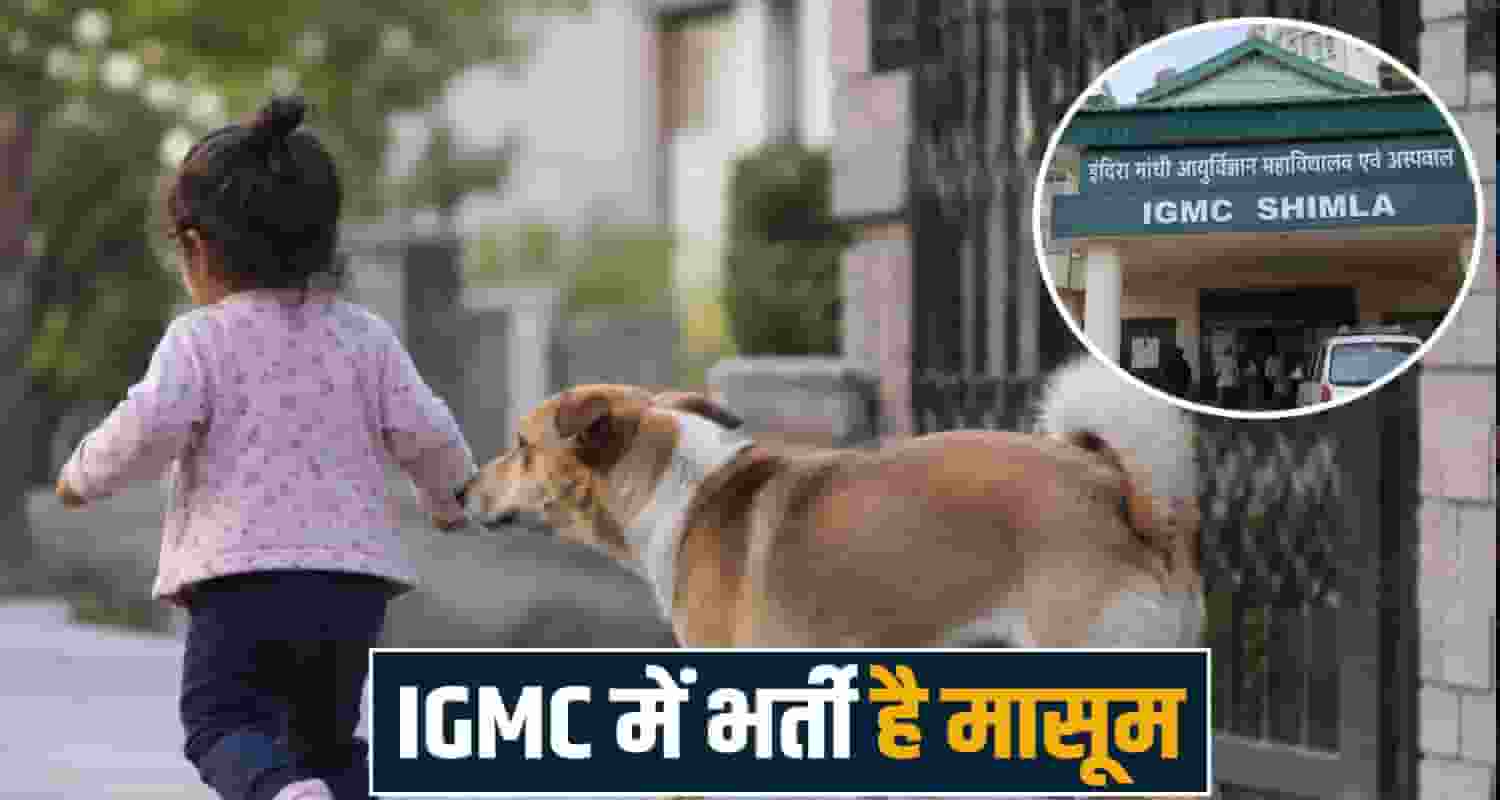 dog house shankli shimla himachal igmc treatment hospital