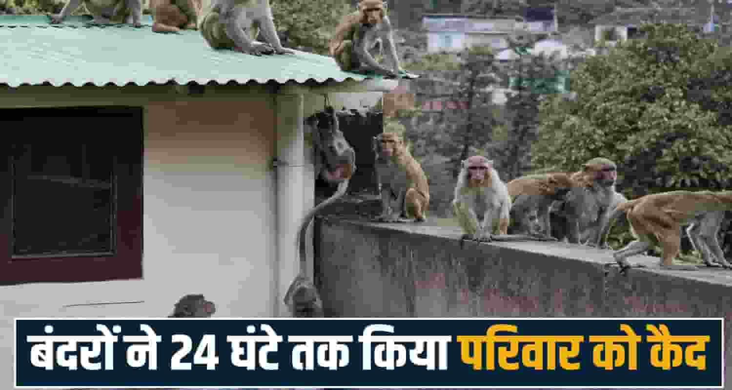 monkeys group 24 hours terrace family locked room kangra palampur himachal