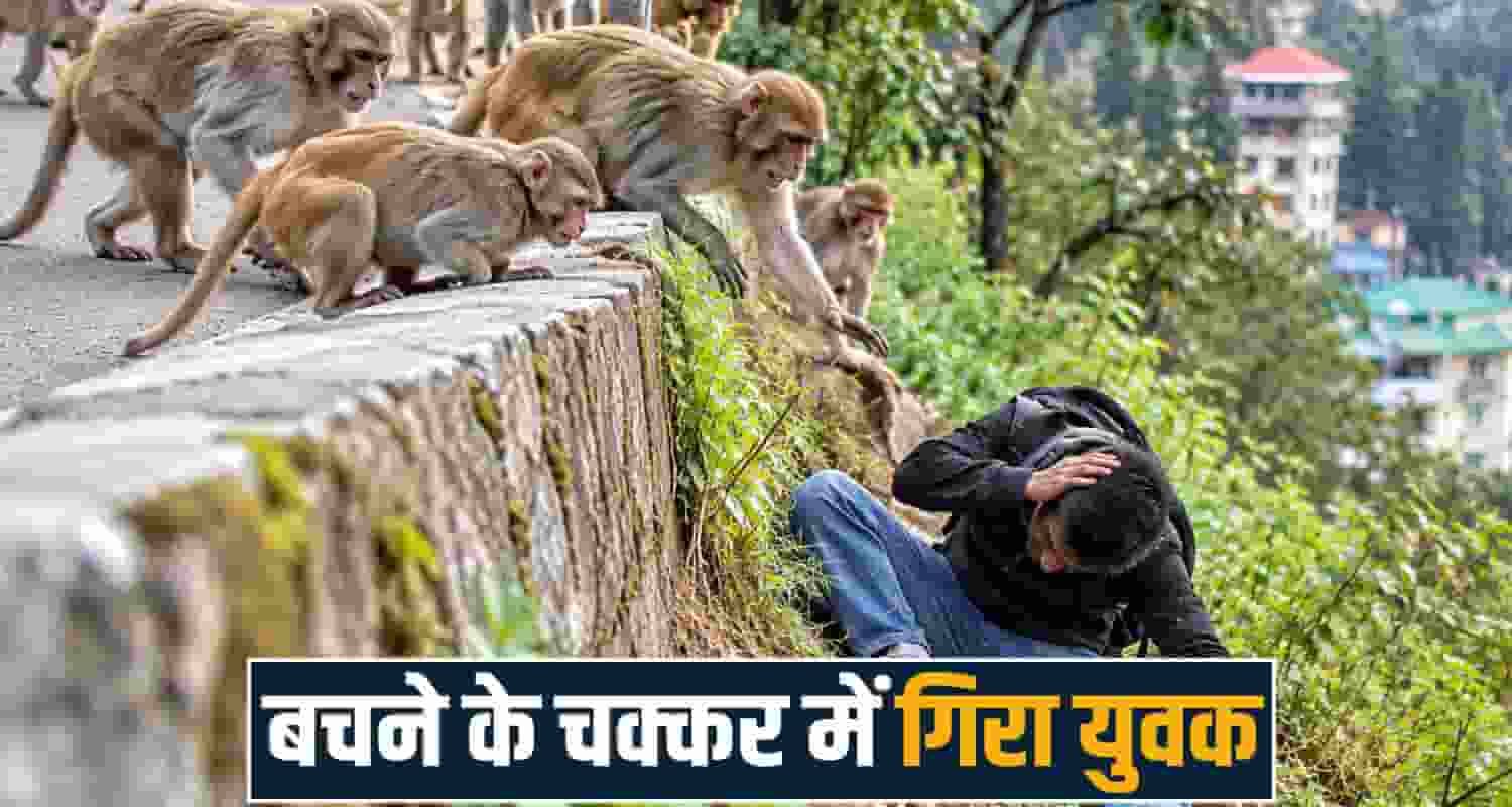 Shimla Monkey Attack