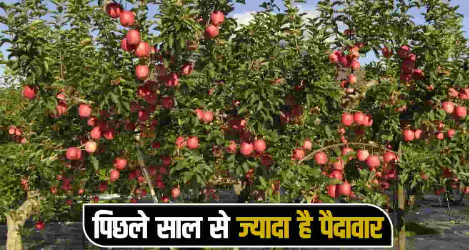 himachal news