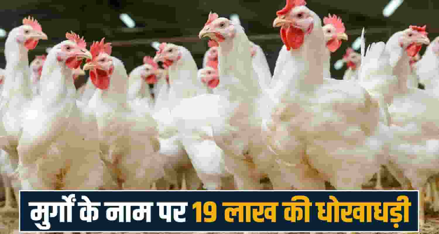 himachal news sirmour majra police station poultry fraud qsa poultry india