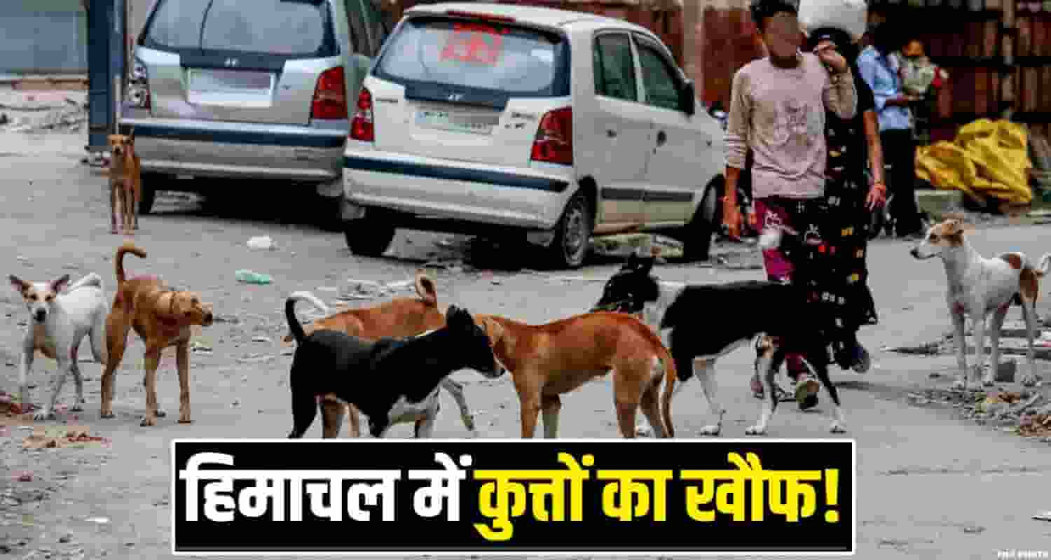 Himachal Pradesh Street Dogs