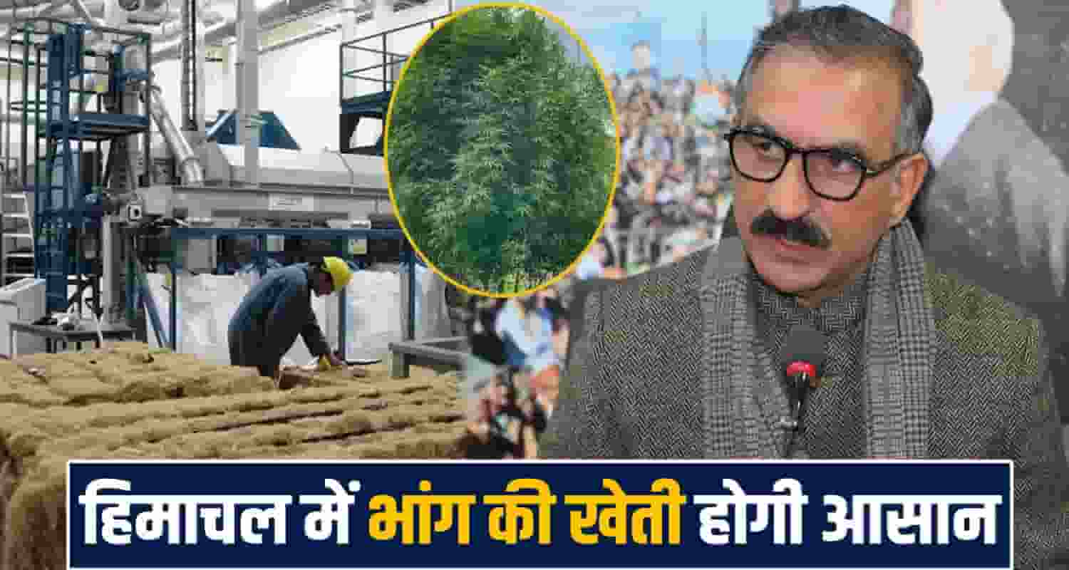 Himachal Cannabis Cultivation Hemp Farming Medicinal Cannabis Scientific Use Himachal Government