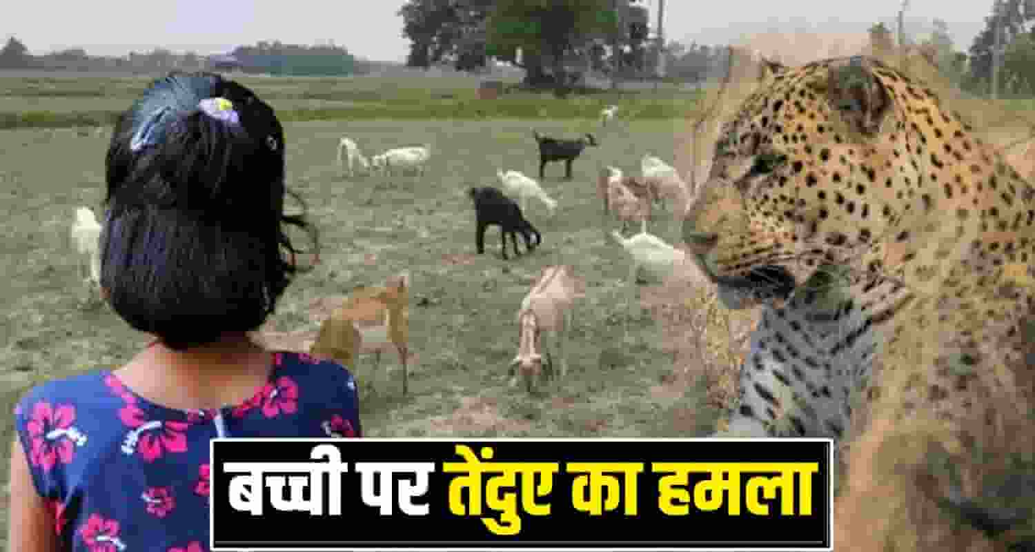 Bilaspur Leopard School Girl Goats Village Himachal