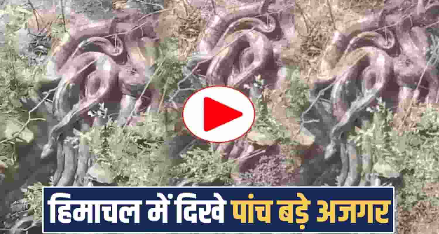 five pythons video kangra himachal pradesh social media