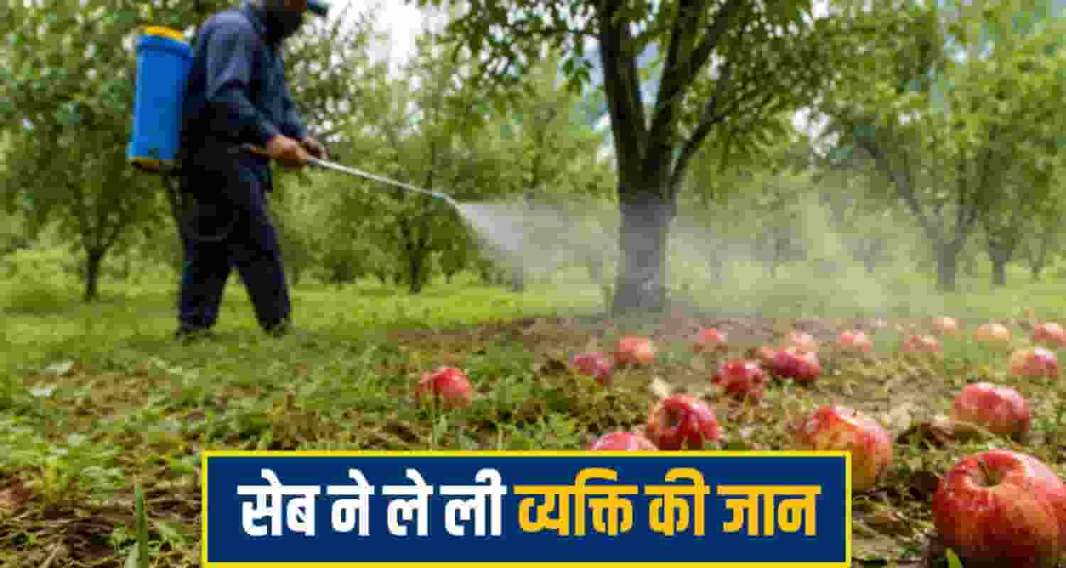 apple kullu
