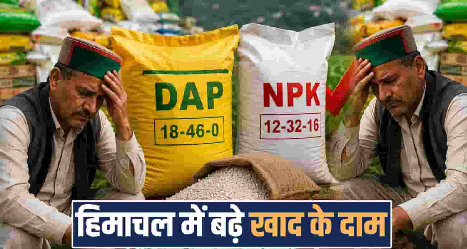 farmers npk dap fertilizers cost price hike himachal sukhu government