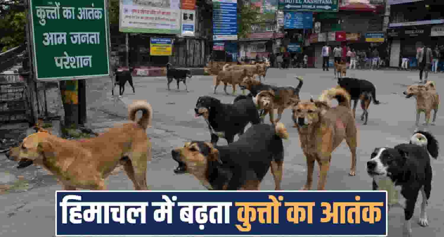 himachal news shimla stray dogs dog bite cases rabies supreme court