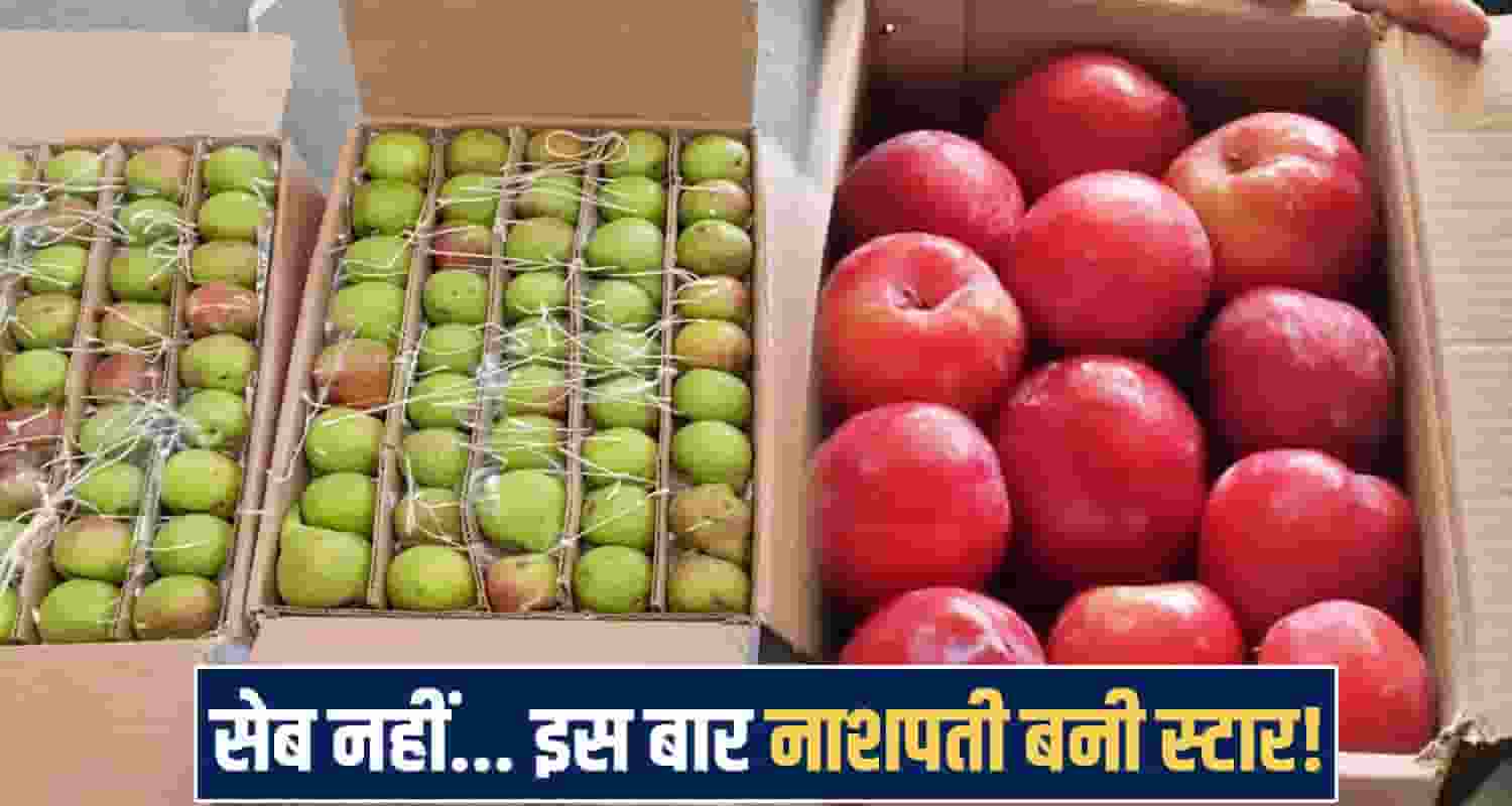 himachal Fruit Market News