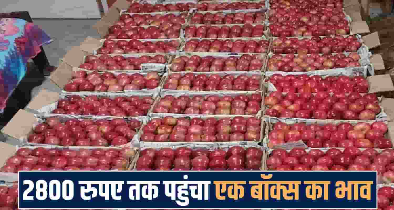 Solan Apple Market