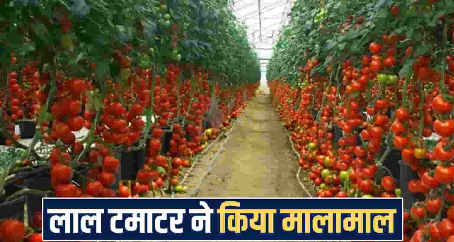 Tomato Farming Himachal 
