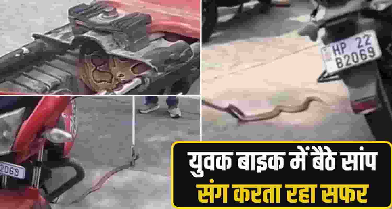 hamirpur snake