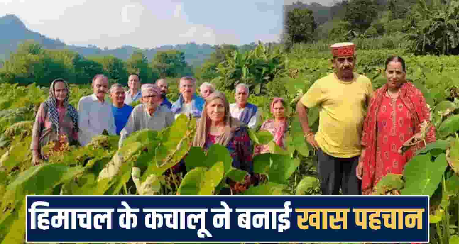 himachal mandi news