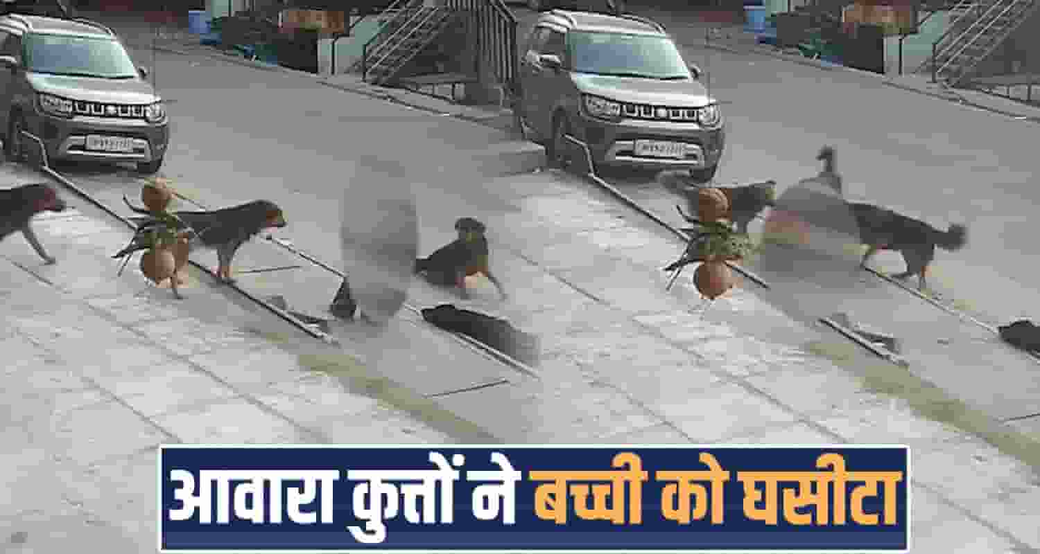roadside girl kinnaur himachal stray dogs man help