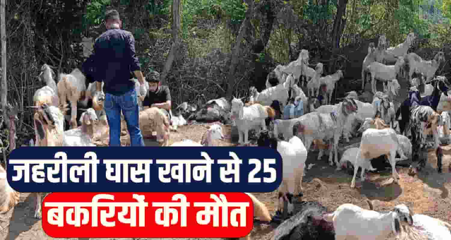 Mandi News