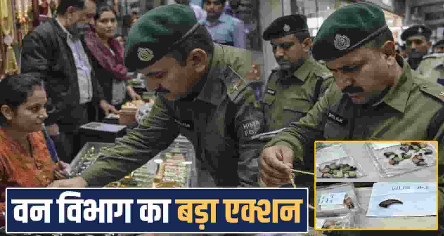 jewellery shops raid forest department rohru shimla police himachal leopard claws teeths nails