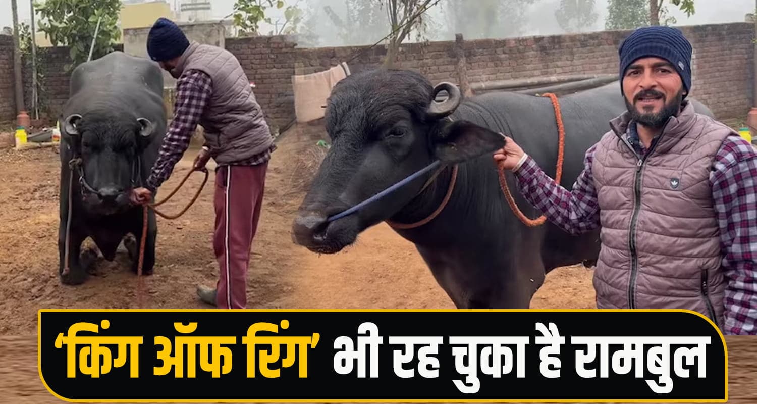 हिमाचल का अनोखा झोटा : लाखों में कीमत- जय श्री राम सुनते ही करता है दंडवत प्रणाम Male Buffalo Nalagarh