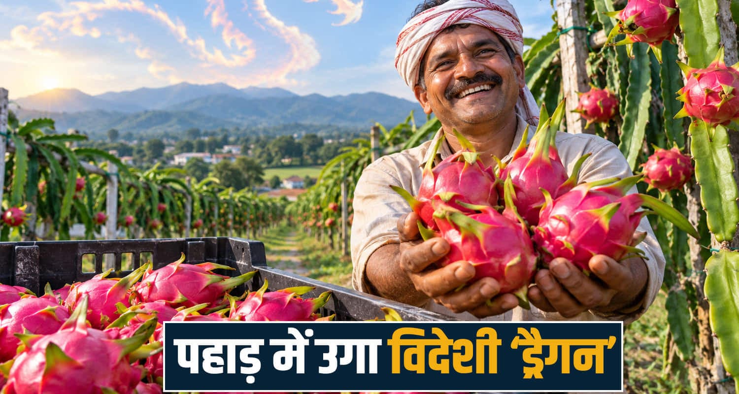 हिमाचल के किसानों को मालामाल बना रहा ड्रैगन फ्रूट- कीमत सुन हर कोई हैरान Dragon Fruit