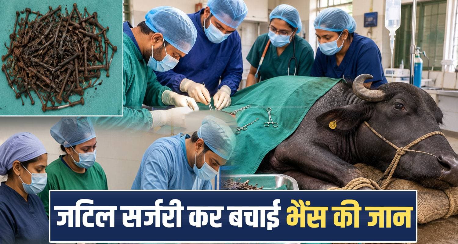 हिमाचल में डॉक्टरों का कमाल : प्रेग्नेंट भैंस के पेट से निकाले 66 लोहे के टुकड़े, बचाई जान una himachal buffalo surgery veterinary doctors animal health haroli