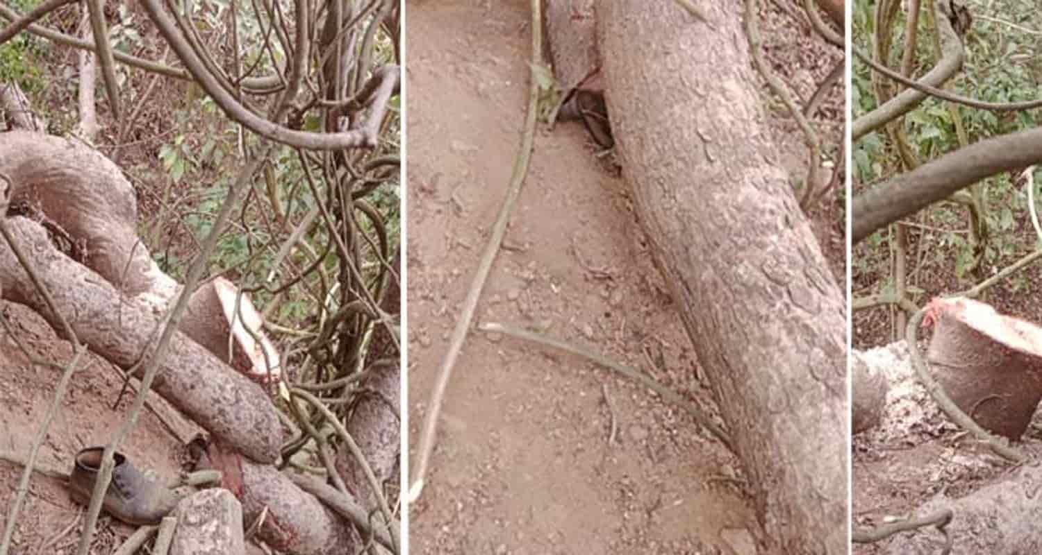 "कांगड़ा में पेड़ काटते समय व्यक्ति की मौत, पुलिस ने शव कब्जे में लिया" Himachal kangra jawali tree fell on man