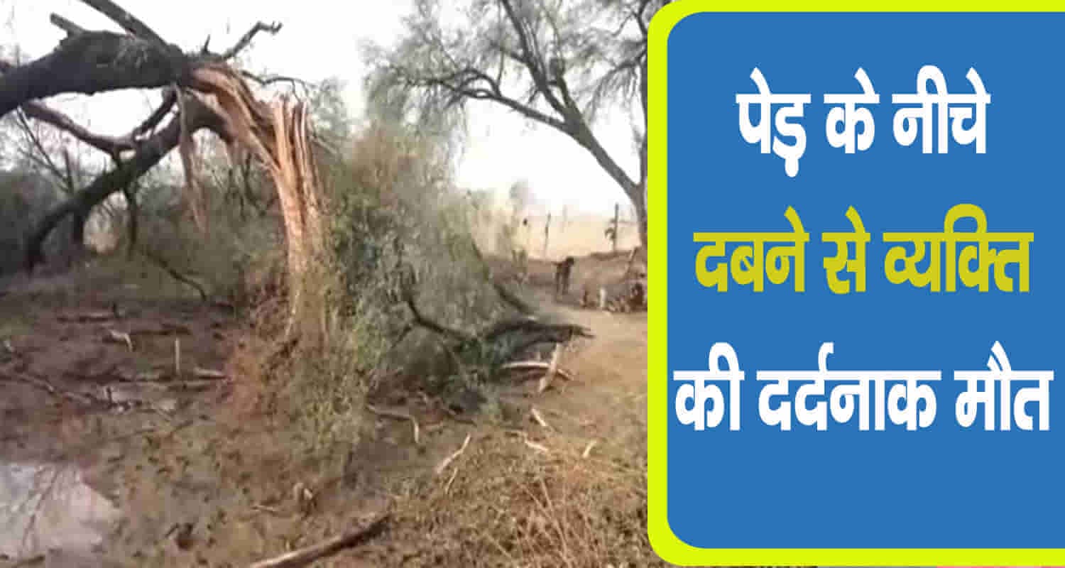 कुल्लू: सूखा पेड़ गिरने से बुजुर्ग की मौत, अस्पताल में मृत घोषित
Himachal kullu tree fall one person