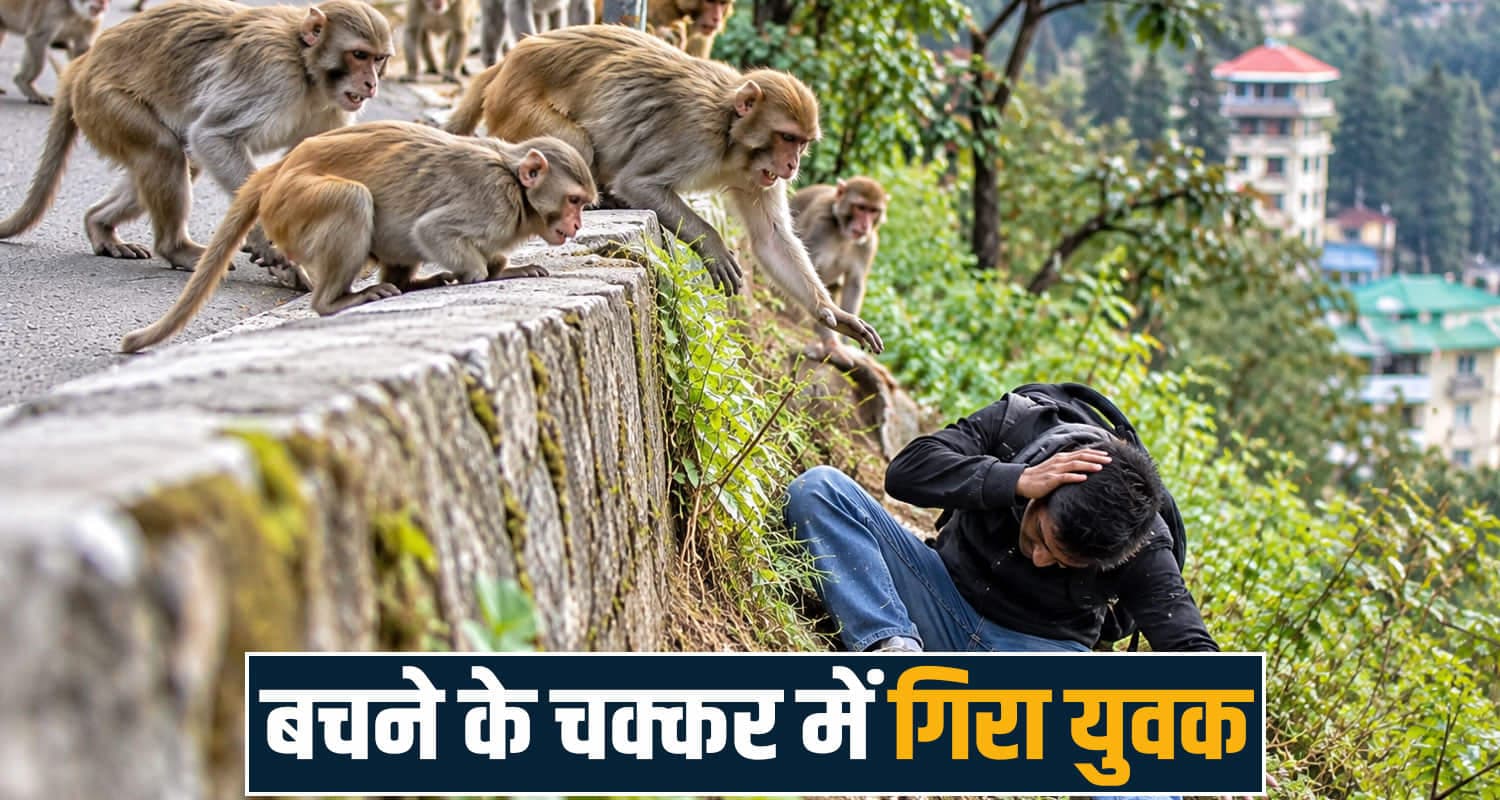हिमाचल: युवक पर बंदरों के झुंड ने किया हम**ला, गिरने से सिर में गंभीर चोट; IGMC में भर्ती Shimla Monkey Attack