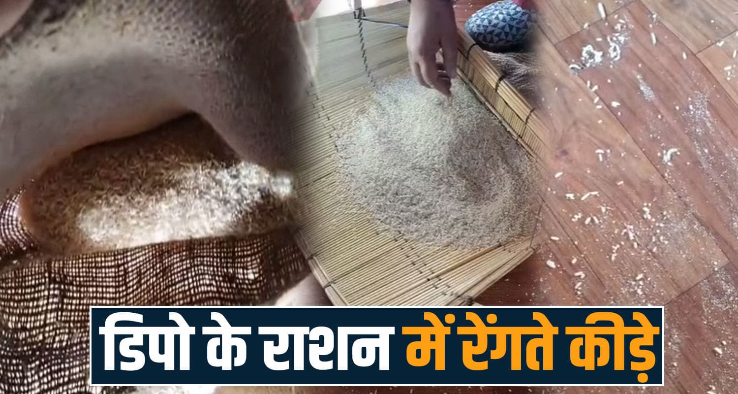 हिमाचल : 'लो सरकार आप ही खाओ'- डिपो में दिए जा रहे कीड़े वाले चावल, लोगों का फूटा गुस्सा Himachal Depot Ration