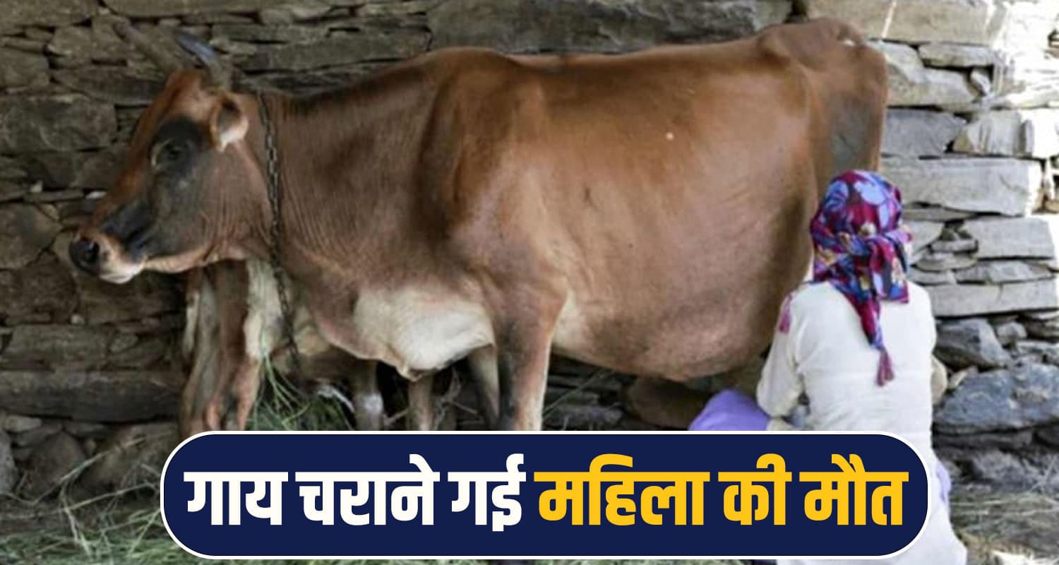 हिमाचल : मवेशियों को चरा रही महिला अचानक ढांक से गिरी, नहीं बच पाई बेचारी woman dies chamba,