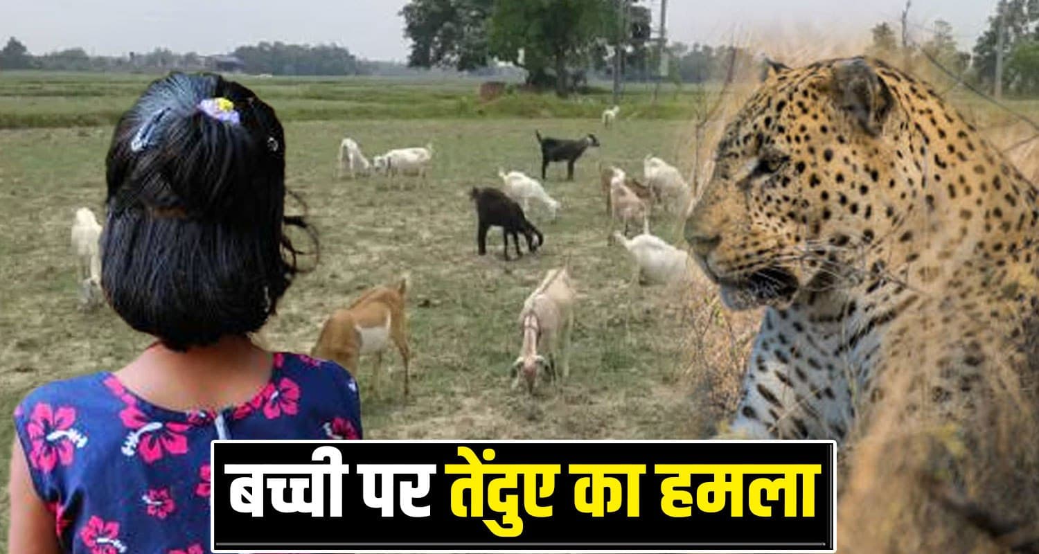 हिमाचल : 8वीं कक्षा की छात्रा पर झपटा तेंदुआ, घर के पास बकरियां चरा रही थी बेचारी Bilaspur Leopard School Girl Goats Village Himachal