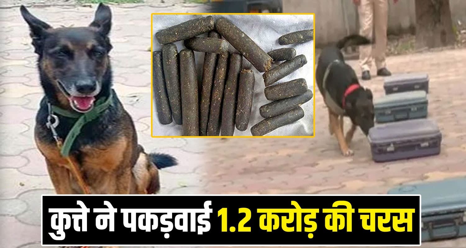 हिमाचल से मुंबई और दिल्ली सप्लाई हो रहा था नशा, कुत्ते ने पकड़वाए पति-पत्नी समेत चार Charas Smugglers Sniffer Dog Amro