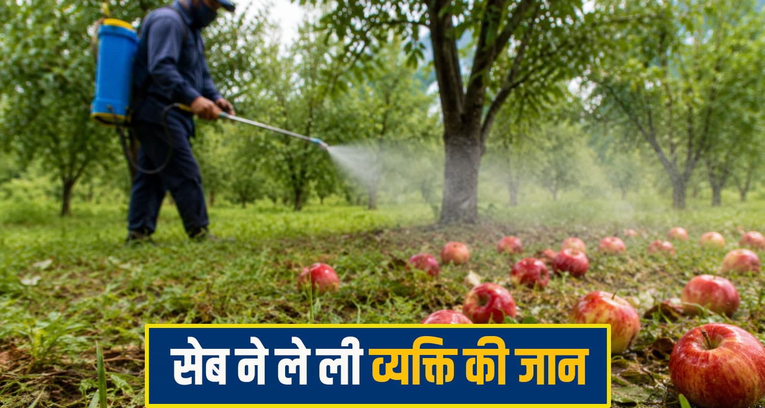 हिमाचल में सेब खाने से चली गई व्यक्ति की जा.न, बगीचे में जमीन से उठाकर खाया; घास पर की थी स्प्रे apple kullu