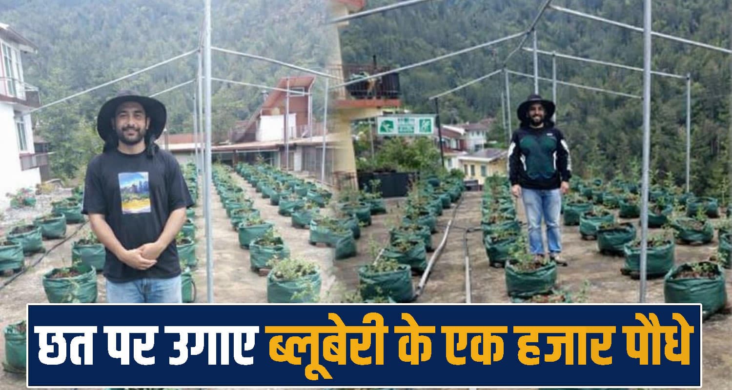 हिमाचल : तहसीलदार के बेटे का कमाल, छत पर तैयार किया ब्लूबेरी का बगीचा- हर कोई हैरान Blueberry Farming