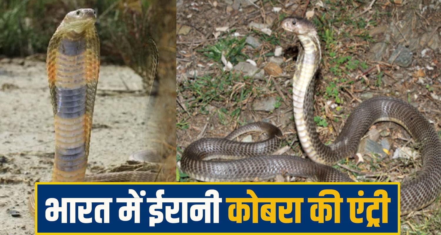 हिमाचल में दुनिया के सबसे घातक ईरानी कोबरा की एंट्री, 2 लोगों की मौ**त; देश भर में पहला मामला Caspian Cobra Himachal