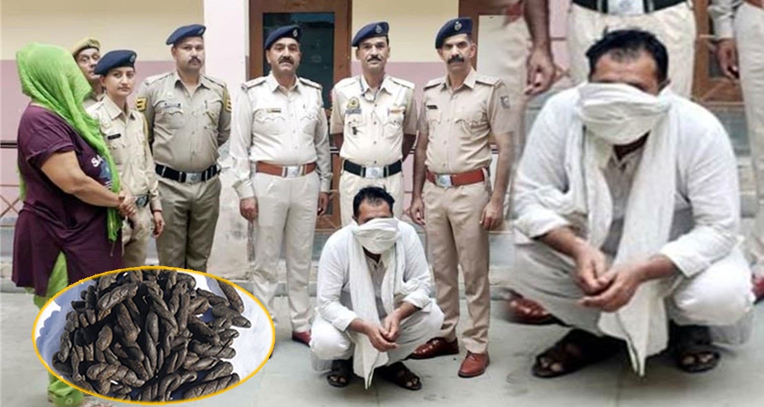 हिमाचल में 7 किलो चरस बरामद : हरियाणा नंबर की गाड़ी से हो रही थी सप्लाई, महिला समेत 2 गिरफ्तार 7kg Charas Smuggler women men car kullu police himachal