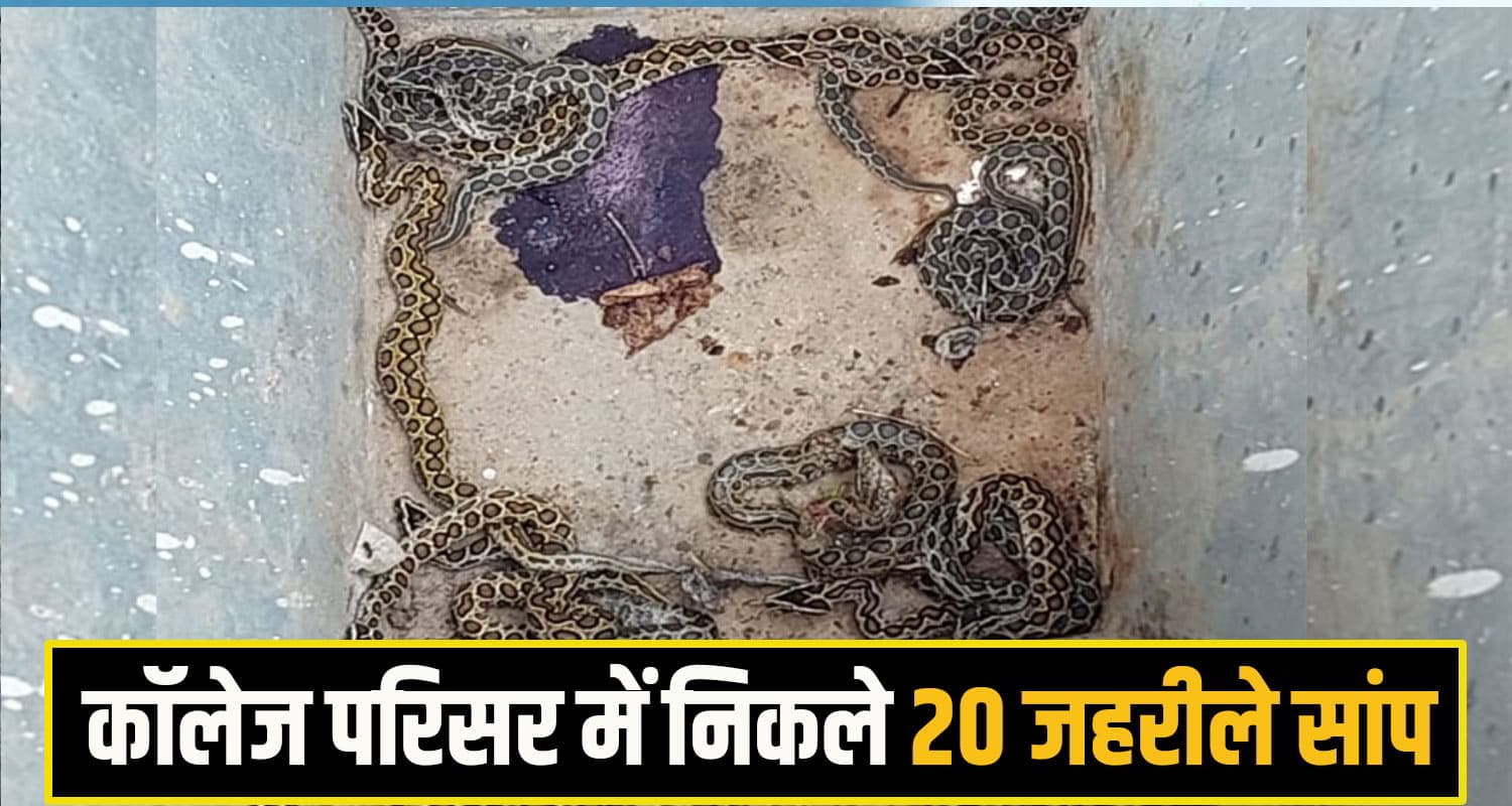 हिमाचल के इस सरकारी डिग्री कॉलेज में एक साथ निकले 20 जहरीले सांप, मचा हड़कंप collage snake