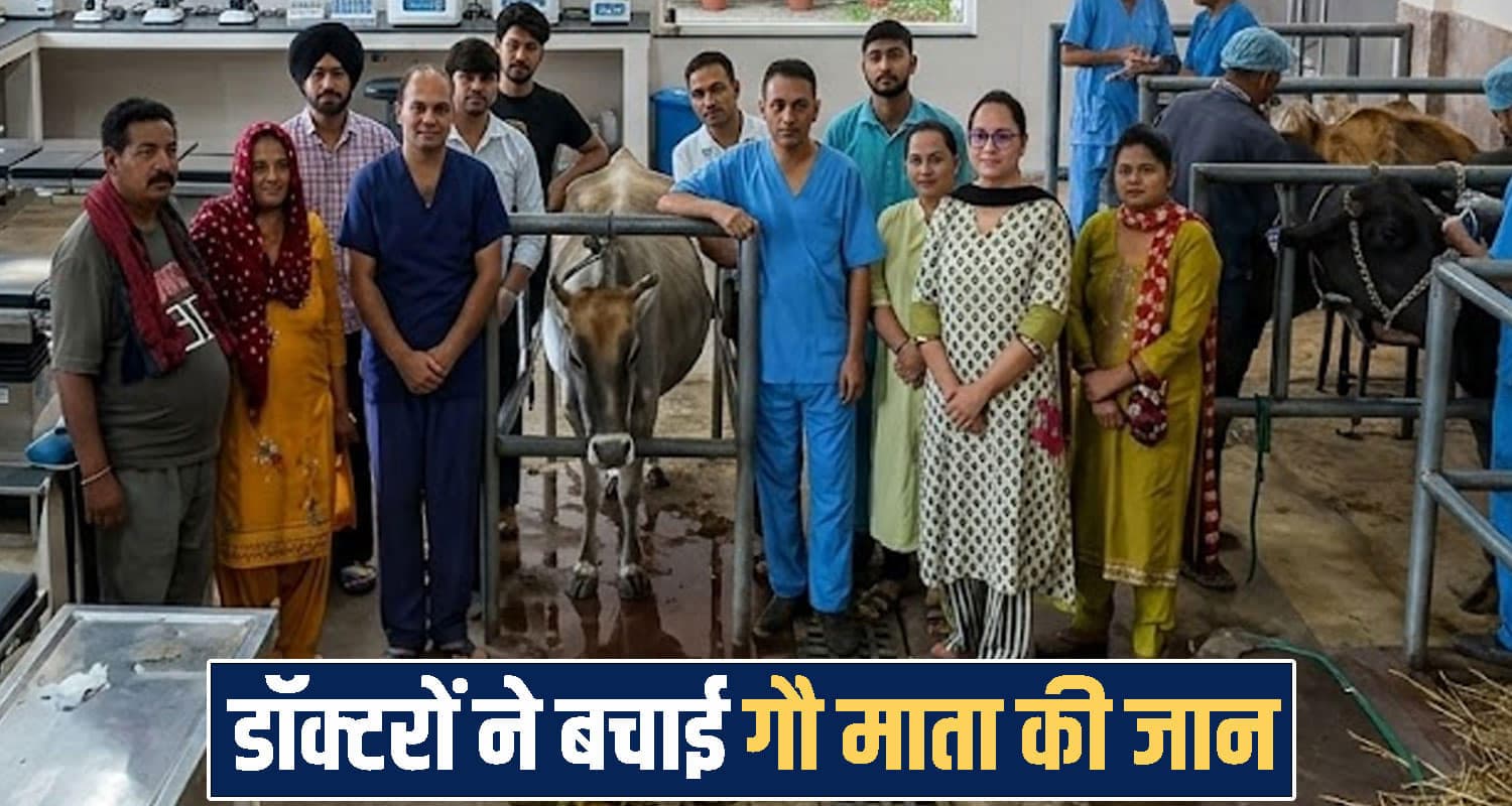 हिमाचल में गाय के पेट से निकला 7 किलो प्लास्टिक, दो पत्थर और तीन सिक्के- कई घंटे चली सर्जरी Animal Hospital