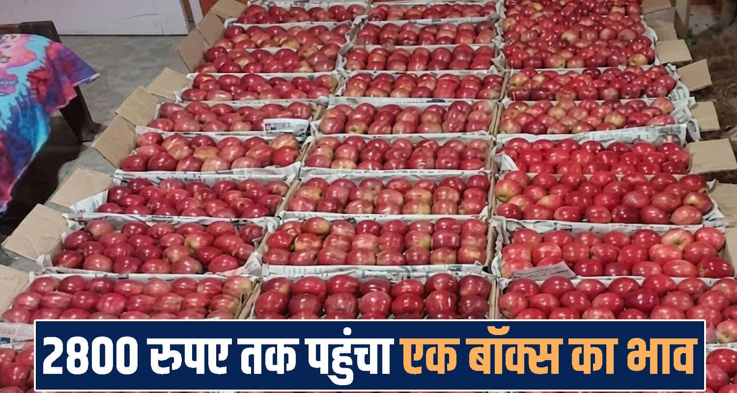 हिमाचल में सेब ने पकड़ी तेजी: 2800 रुपए में बिक रहा एक बॉक्स; बागवानों को राहत Solan Apple Market