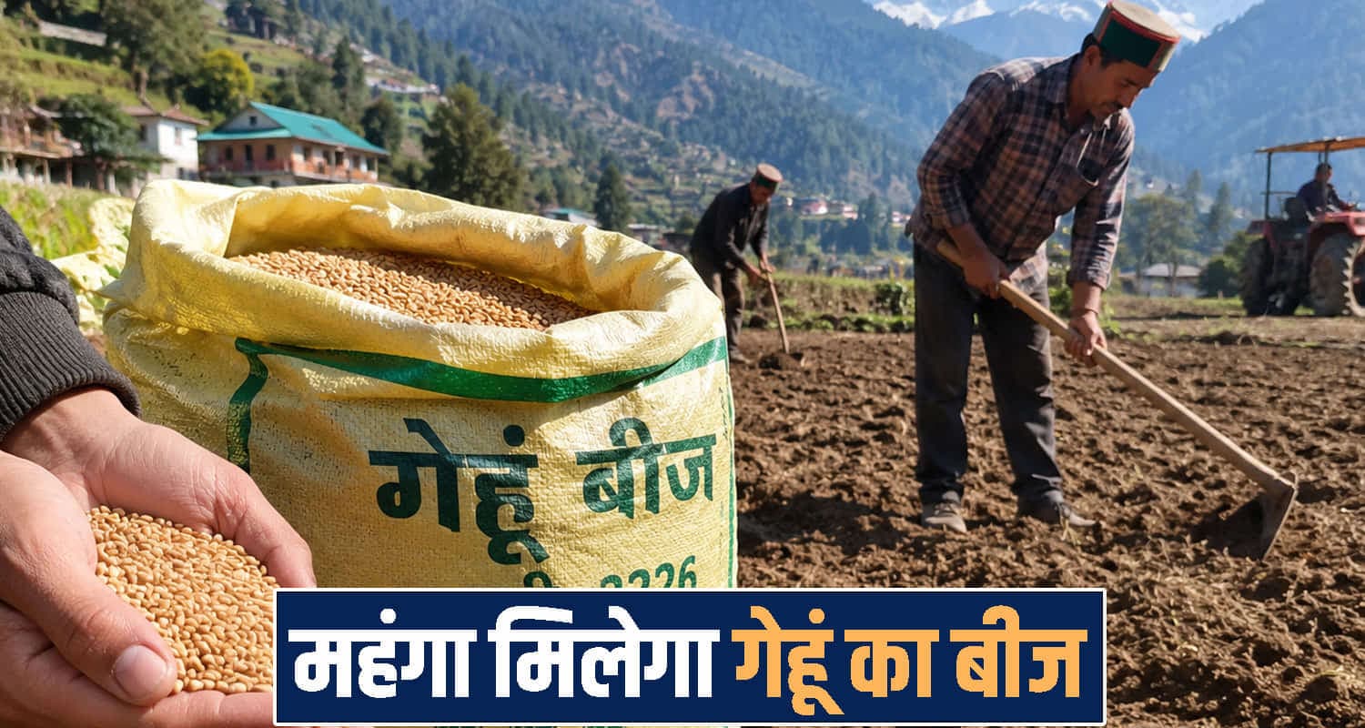 हिमाचल के किसानों को बड़ा झटका...अब महंगा मिलेगा गेहूं का बीज, जानें कितना Himachal Pradesh news