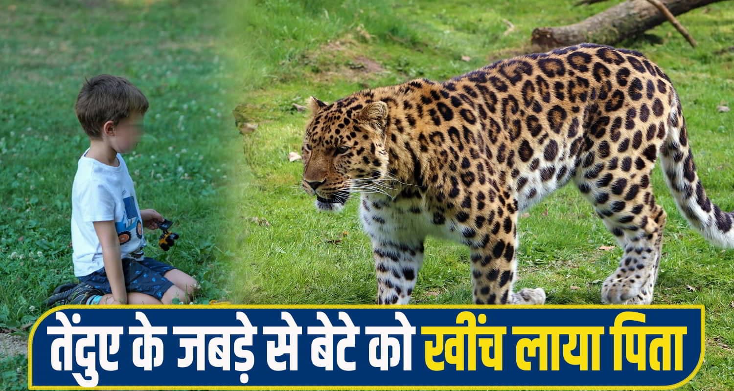 हिमाचल: पिता की गोद में बैठे 5 साल के मासूम पर टूट पड़ा तेंदुआ, जबड़े में दबोच कर घसीट कर ले.... Leopard Attack child