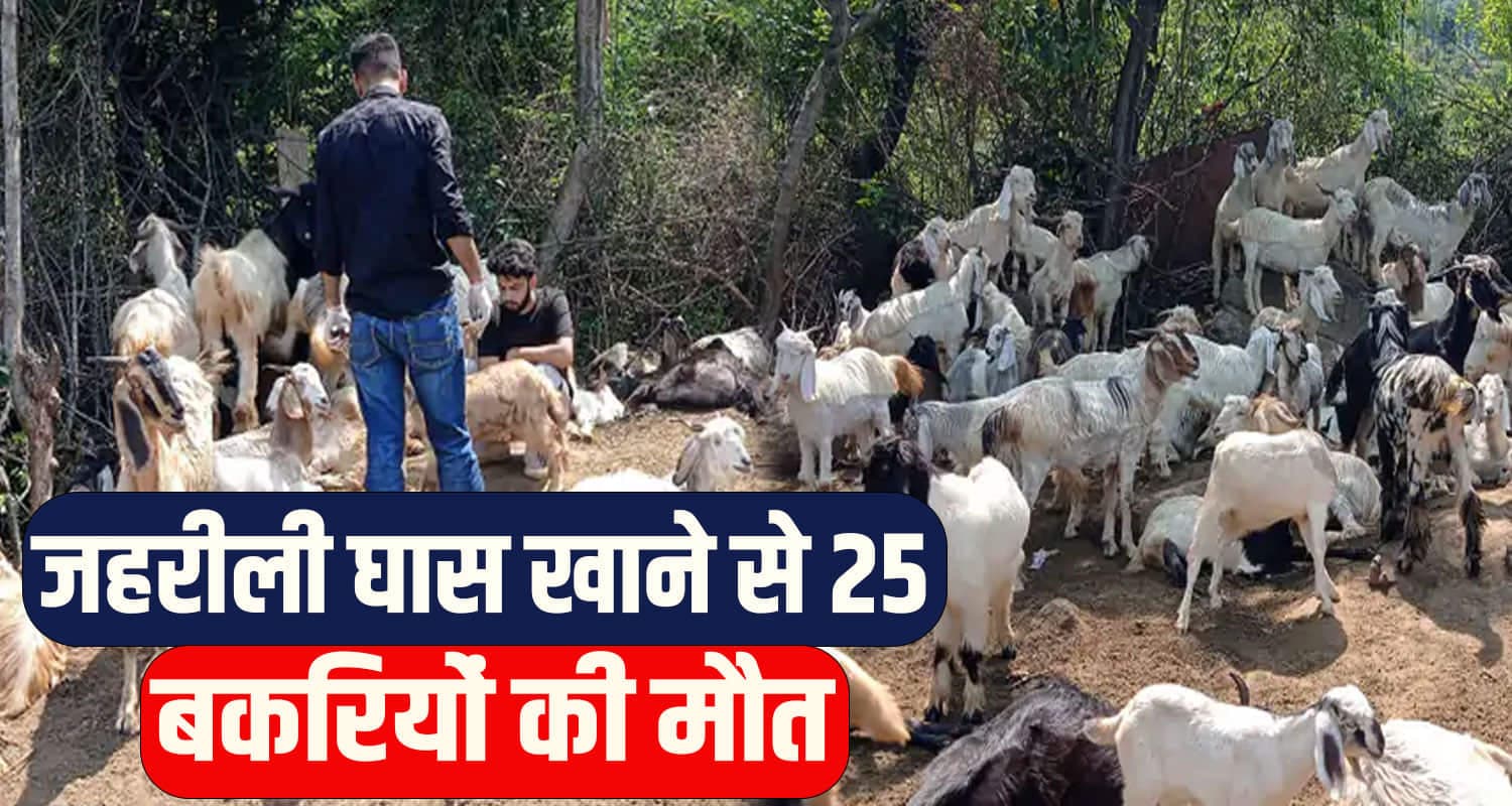 हिमाचल: बकरियों को चारा देने गया था भेड़पालक, अंदर का नजारा देख उड़ गए होश Mandi News