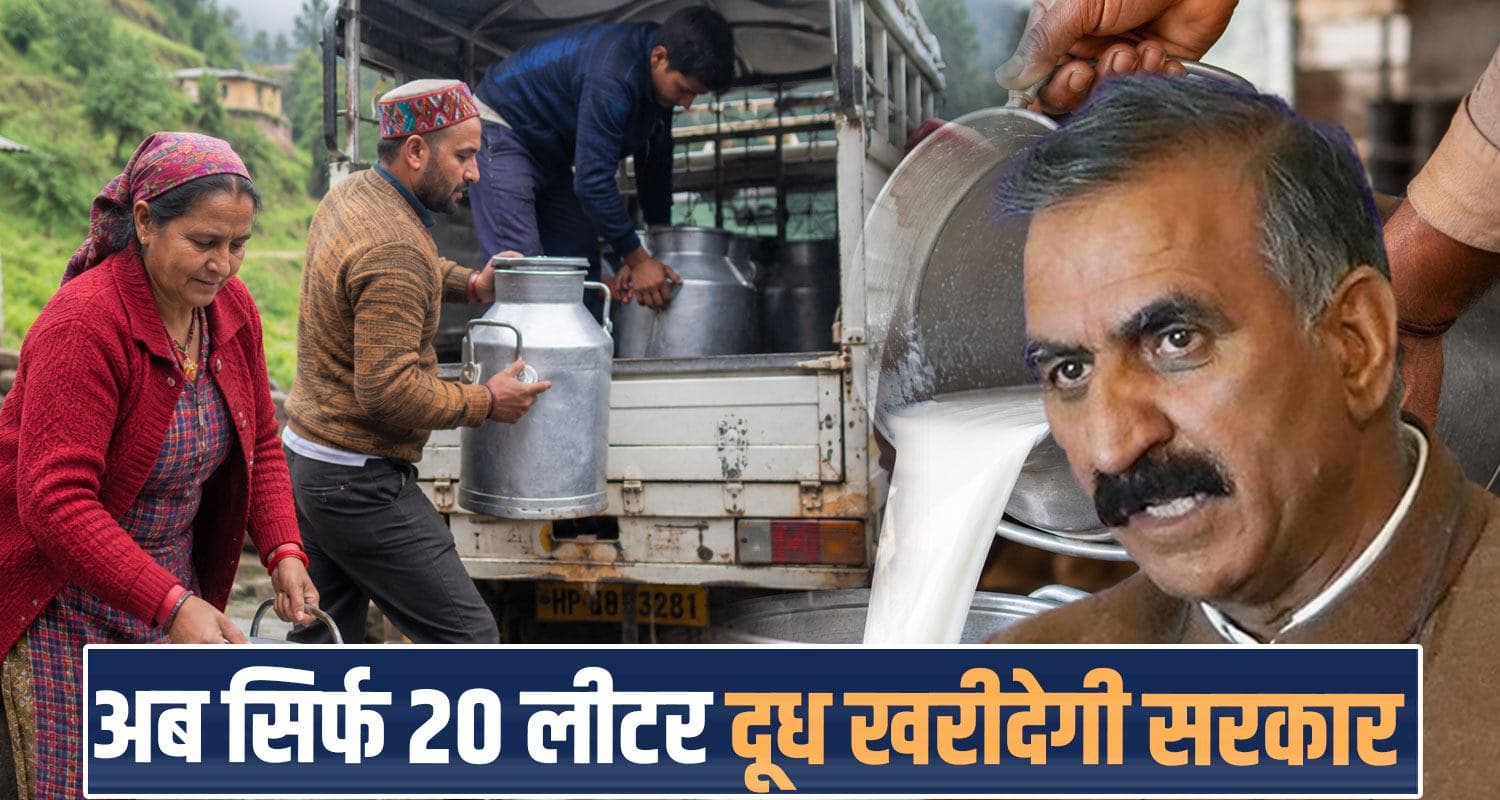 पशुपालकों को सुक्खू सरकार का झटका- अब नहीं खरीदा जाएगा 20 लीटर से ज्यादा दूध 20 litres buffalo cow milk purchased sukhu government animal husbandry milkfed decision