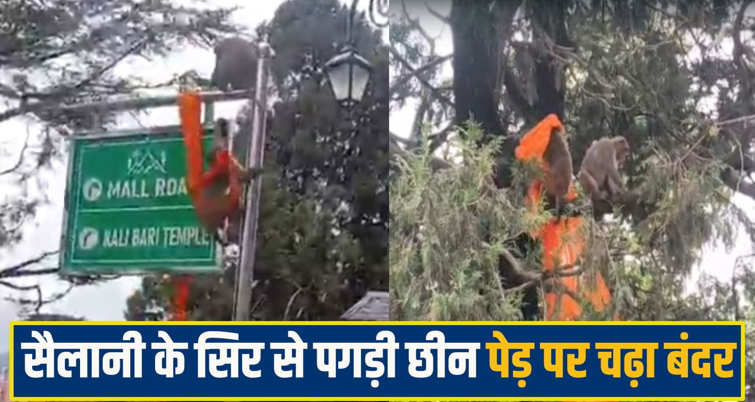 हिमाचल में गजब का बंदर... सैलानी के सिर से पगड़ी छीन पेड़ पर चढ़ा, मूकदर्शक बने रहे लोग shimla Monkey