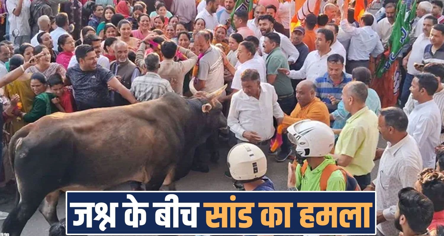 हिमाचल : चुनावी जीत के जश्न में मची भगदड़, बेकाबू सांड ने भीड़ पर किया हम.ला- 7 घायल Himachal Municipal Election Celebrations bull 7 people jogindernagar mandi
