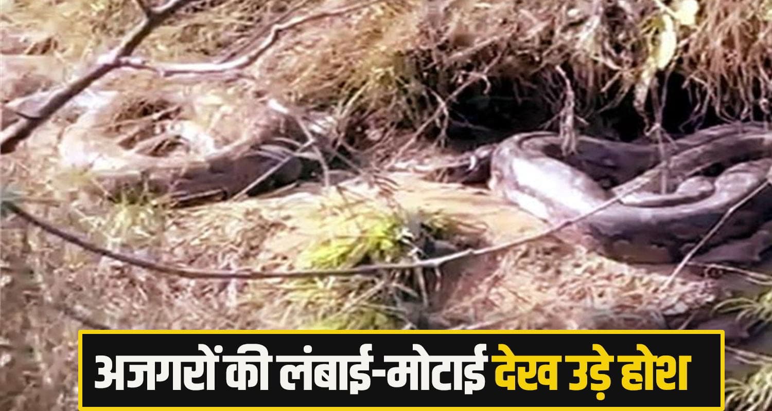 हिमाचल: जंगल से गुजर रहे युवकों का दो विशालकाय अजगरों से हो गया सामना, चौंका देगा Video una News